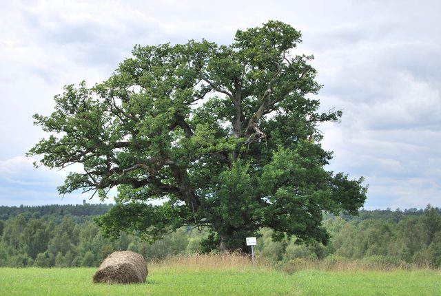 Viljandi