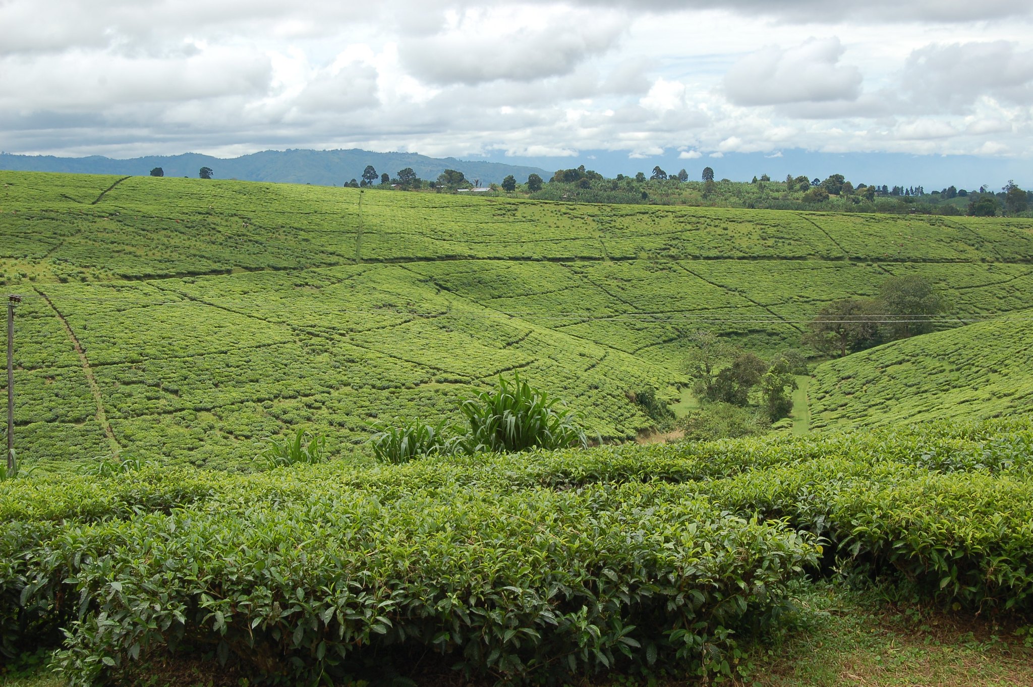 Mbeya